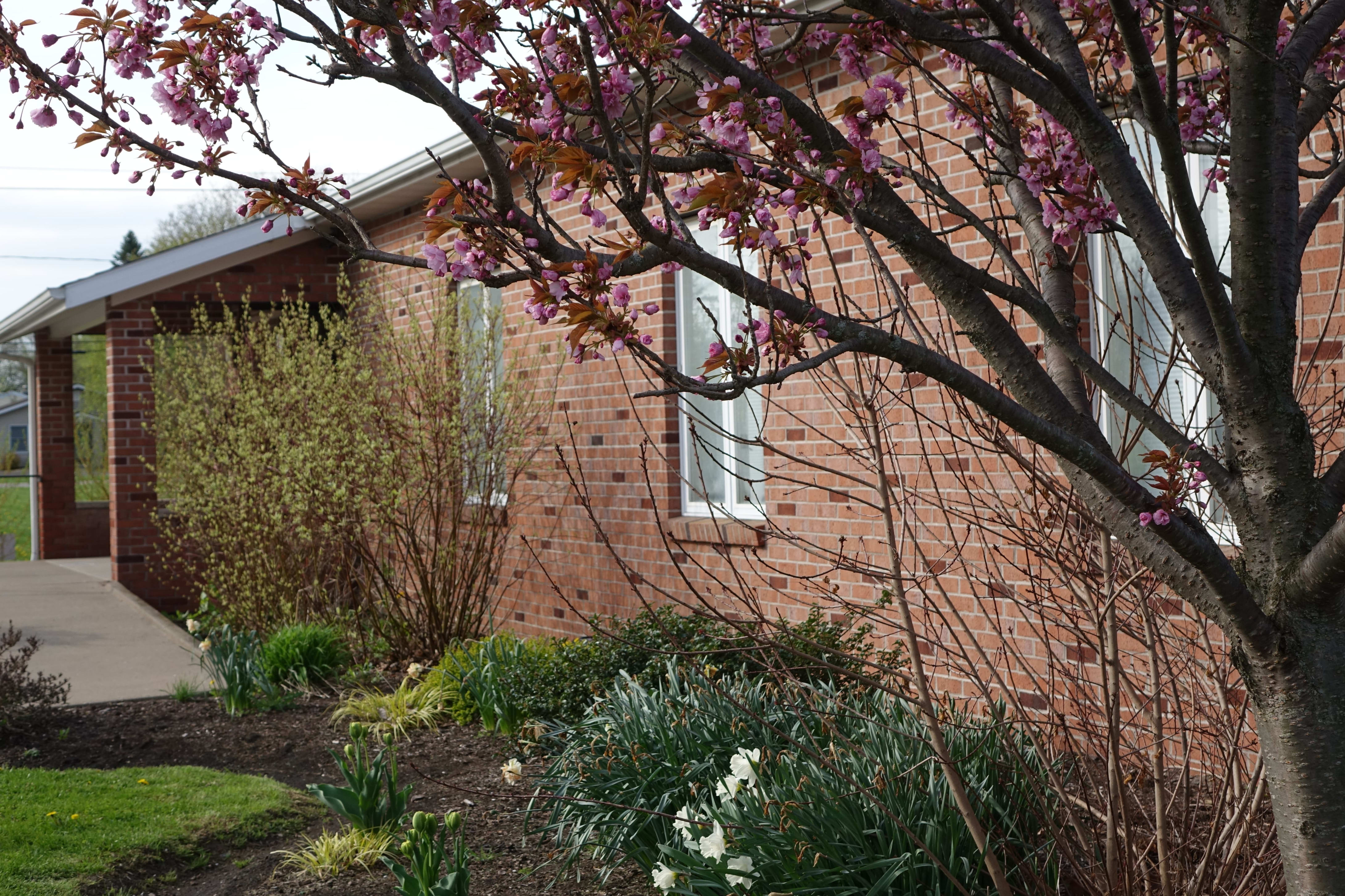 Lifespring Community Church entrance highlighting a cherry blossom tree.